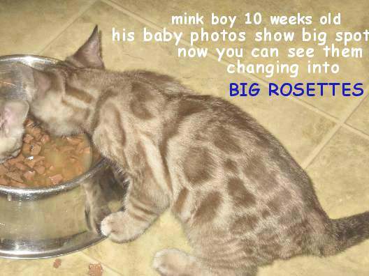 minkboyl9 Kitten eating from a bowl on floor.