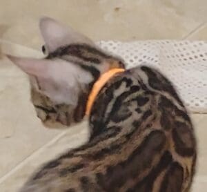 oo406103~2 Cat with orange collar on tiled floor.