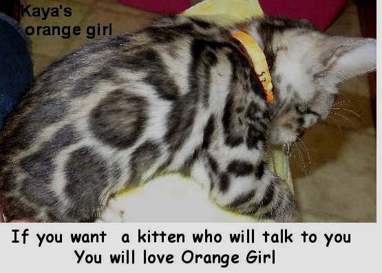 orangename1 Kitten with orange collar resting on lap.