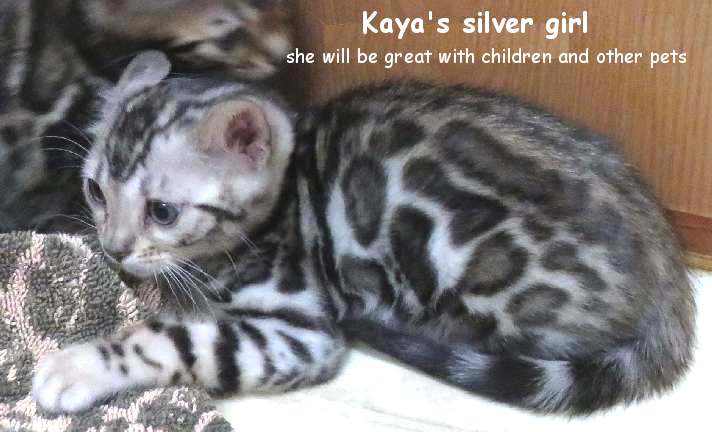 silvery38 Silver tabby kitten lying on the floor.