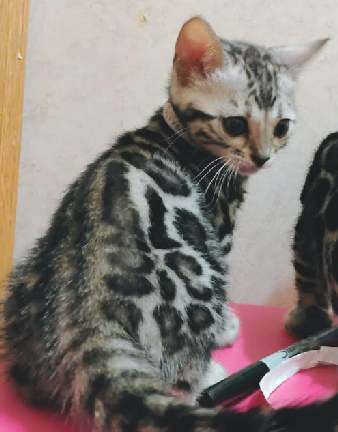 stwsilver Bengal kitten sitting on pink surface.